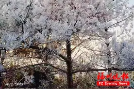 福州雾凇上线！太美了！图片