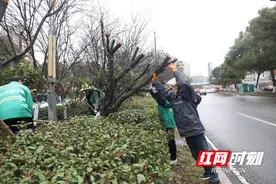 组图丨为防冰雪压枝低，长沙小区物业先修树枝保障出行安全图片