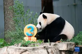 大熊猫幼崽“小奇迹”在美国迎来3岁生日图片