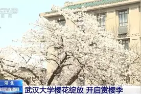 千余株樱花陆续绽放 走！去武汉大学赏樱花去→图片