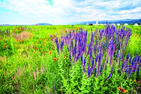 天苍野茫阴山下 风吹草低敕勒川图片