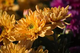临沂：初冬菊花吐芬芳图片