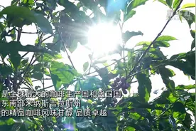 走进巴西鲜为人知的精品咖啡产地——米纳斯吉拉斯图片