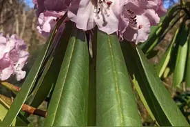神农架：杜鹃花竞相开放图片