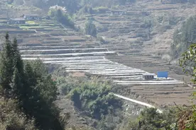 桐梓掀起春耕热潮，４万亩烟地起垄盖膜图片
