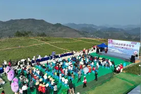 台江高山紫薯丰收节 农趣十足 产销两旺图片