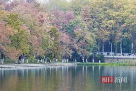 武汉东湖：梧桐叶落，枫叶正红图片