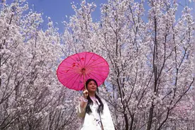 山东邹平：樱花之约图片