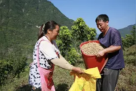云南绥江：花生套种，一地双收“钱”景好图片