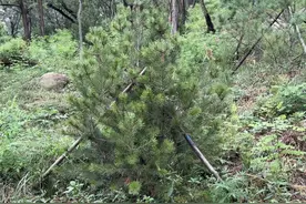 走，上太平山看新绿！ 华山松、海棠、乌桕、红叶碧桃……2561株新树补植太平山北坡图片