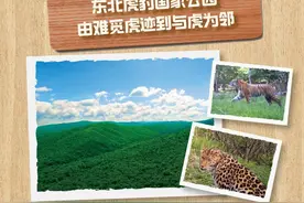 东北虎豹国家公园 由难觅虎迹到与虎为邻图片