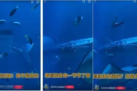 海洋馆里的鲸鲨竟是“机器鱼”，游客怒了！假鲸鲨贵的也要千万元，专家：确实有难处图片