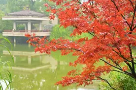 “鸿”叶似锦 “枫”景如画！快去鸿恩寺公园赏红枫图片