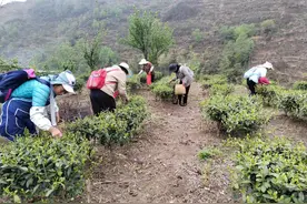 纳雍祠堂边社区：春风送绿来 茶叶采摘忙图片