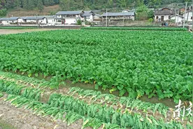 冬日限定美味！平远上举镇梅菜上市啦｜特色兴农 产业富农①图片