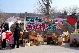 40余个优新品种，亮相密云西红柿品鉴季图片