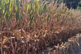又是一年好“丰”景丨三次打破西南山地玉米高产纪录，“峰城经验”是什么？图片