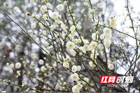 湖南新田：立春至 梅花开（组图）图片