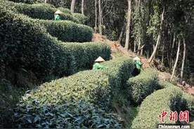 杭州西湖龙井采茶高峰推迟 茶香为何反更浓？图片