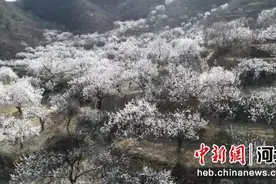 石家庄鹿泉区：杏花绽放 迎来赏花热潮图片