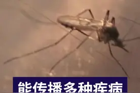 蚊子居“动物杀手”榜首，出境游玩警惕伊蚊叮咬引起的登革热图片