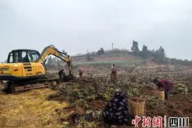 资阳雁江：一株小丹参开出致富方图片