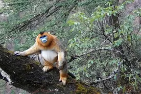 金猴巡山！四姑娘山首次拍到川金丝猴活动影像，系国家一级保护动物图片