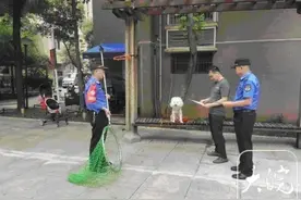 马上评丨不拴狗绳一律捕捉：要依法，还要顶住压力图片