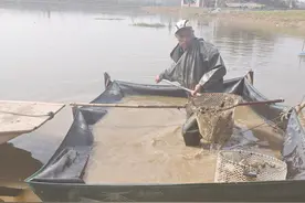 螃蟹丰收了图片