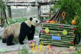 济南动物园新建大熊猫馆国庆节前开馆！大熊猫为什么要搬家？新家长啥样？最新揭秘来了图片