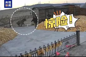 锐评｜“猛虎伤人”再次敲响警钟图片