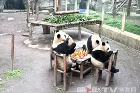 小年到！大熊猫“渝可”“渝爱”携“虫洞”小伙伴邀请大家一起吃团年饭图片