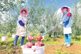 会泽县：品种更新见成效 晚熟苹果迎丰收图片