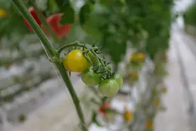 “AI番茄”：智慧农业种出“儿时味道”图片