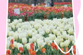 来湖南省植物园看樱花要如何预约？一文全知道图片
