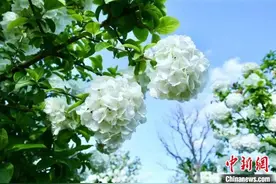 （乡村行·看振兴）从“黑色伤疤”到白色花海 江西广丰走出蜕变致富路图片