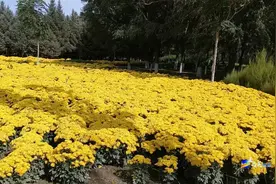免！费！嘉峪关这个秋天网红打卡地巨巨巨出片！图片