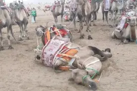 敦煌鸣沙山载客骆驼累死了？景区：骑的人多，骆驼累趴下了图片