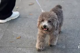 被物业刷屏了！东莞“铲屎官”们，这些养犬知识别大意图片