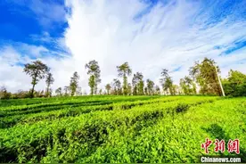 云南腾冲“茶森林”变“茶博园”：全方位展示中国茶文化魅力图片