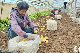提前上市收益好！滕州早春马铃薯收获图片