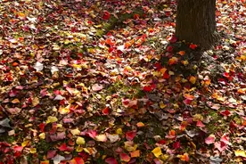 闵行黄浦江畔，芦苇花开美如画……图片