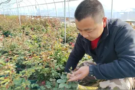 鲁山县一“90后”培育盆栽玫瑰销全国图片