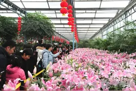 河南初春限定美景在这里！百合花海、蜡梅盛宴、汉服游园……周末逛起来！图片