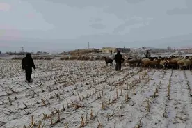 新疆焉耆：民警及时找回丢失羊群 为群众挽损近10万余元图片