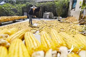 “五良融合”，仓廪丰盈——推动粮食增产提质，建设更高水平的“齐鲁粮仓”图片
