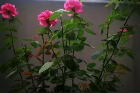 云霜 |  留夏且住图片