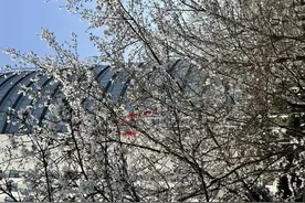 四季更加分明？气温骤升催生“加强版”春和景明图片