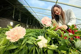 菏泽市牡丹区：芍药花开游客来图片
