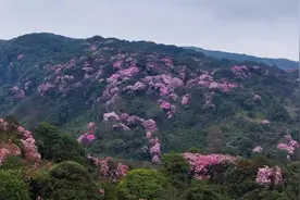 重庆南川：高山杜鹃渐入盛放期图片
